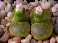 Thumbnail of 1901_Lithops lesliei albinica_20170915_02(1).JPG